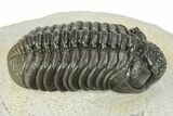Phacopid (Adrisiops) Trilobite - Excellent Preparation #259593-1